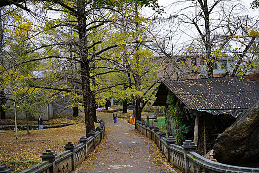 大山,深处,画眉