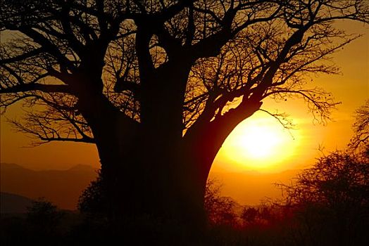 猴面包树,日落,塔兰吉雷国家公园,坦桑尼亚