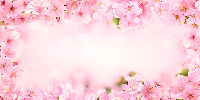 春天,粉色,花枝,背景,化妆品