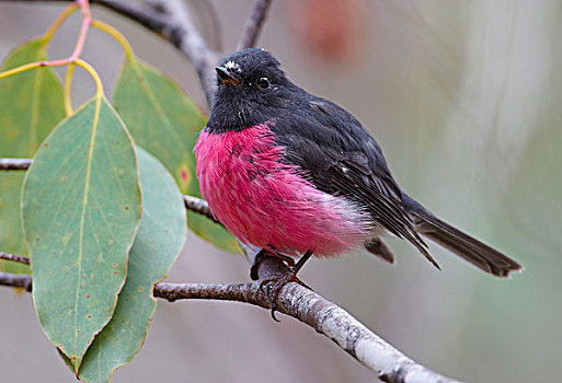 粉色,圣徒,国家公园,塔斯马尼亚,澳大利亚