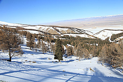 东天山雪韵