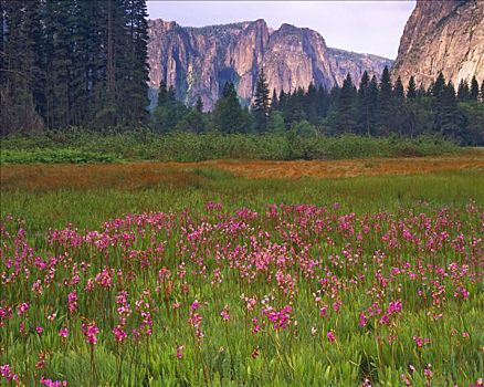 流星,花,优胜美地山谷,六月,优胜美地国家公园,内华达山脉,加利福尼亚
