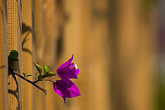 围栏旁的鲜花
