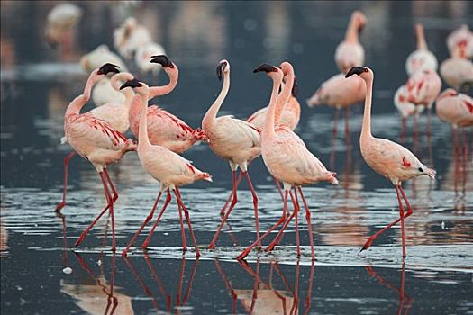 小红鹳,小火烈鸟,群,表演,示爱,白天,纳库鲁湖,国家公园,肯尼亚,东非
