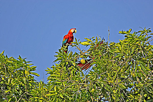 绯红金刚鹦鹉,一对,栖息,芒果,树,委内瑞拉