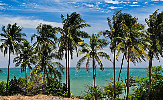 棕榈树,正面,蓝绿色海水,美尼,越南,亚洲