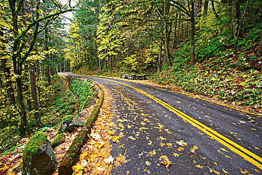 秋色,道路,哥伦比亚河峡谷国家风景区,俄勒冈,美国
