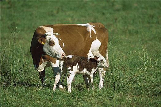 家牛,母兽,清洁,诞生,幼兽,巴伐利亚,德国