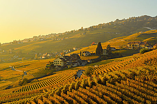 葡萄园,秋天,风景,酿酒,乡村,夜光,拉沃,沃州,瑞士,欧洲