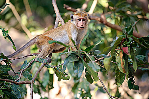 无边帽,短尾猿,弥猴属,成年,攀登,树,国家公园,斯里兰卡,亚洲