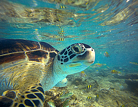 绿海龟,龟类,岛屿,菲律宾