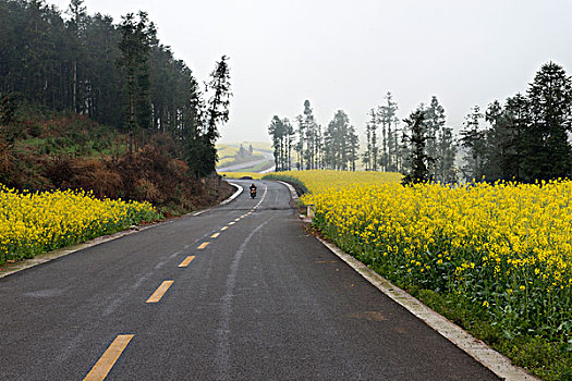 云南罗平县,乡村公路旁,油菜地,徐学哲摄影,尼康,年,月