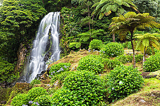 桫椤,瀑布,公园,自然,岛屿,亚速尔群岛,葡萄牙