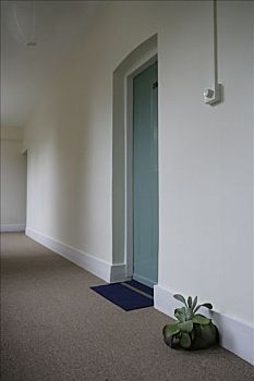 走廊,植物