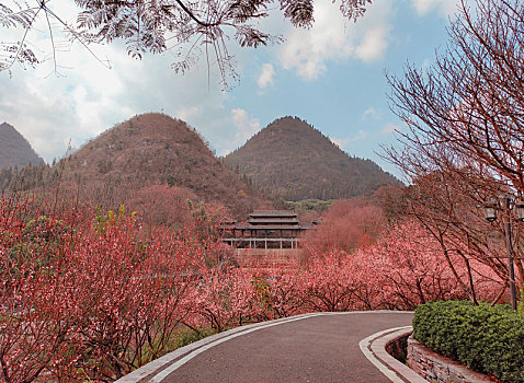 梅花季贵州醇景区