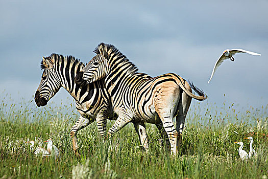 斑马,一对,靠近,成群,牛背鹭,自然保护区,南非