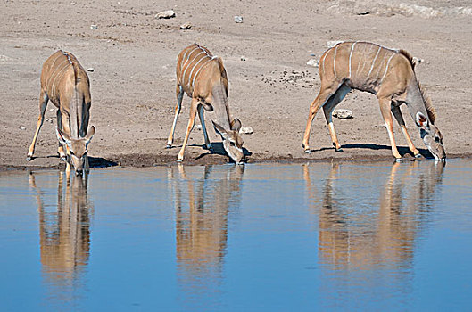 大捻角羚,雌性,喝,水坑,埃托沙国家公园,纳米比亚,非洲