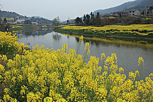 油菜花田