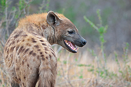 斑鬣狗,成年,雄性,站立,张嘴,克鲁格国家公园,南非,非洲