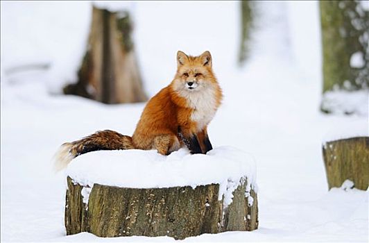 红狐,狐属,坐,积雪,树桩,巴伐利亚,德国