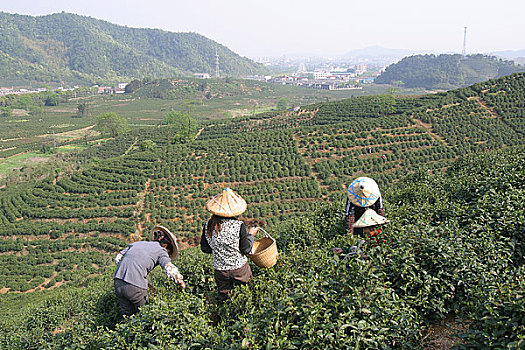 杭州,西湖龙井茶采茶季节