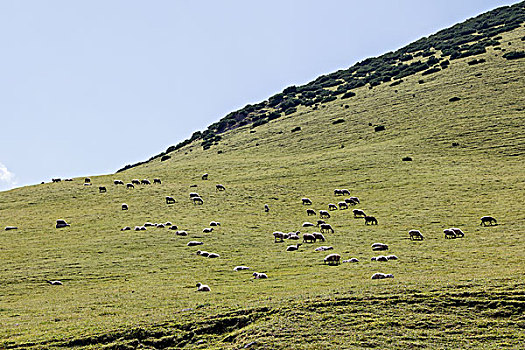 牧羊人