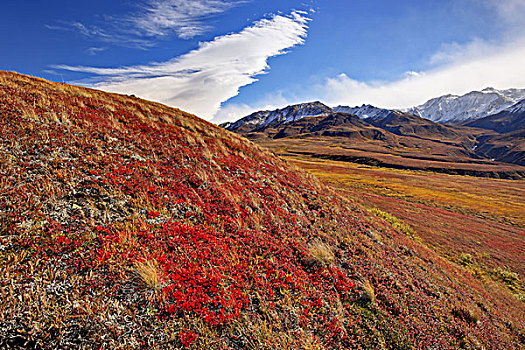 北美,美国,阿拉斯加,德纳里峰国家公园,苔原,阿拉斯加山脉