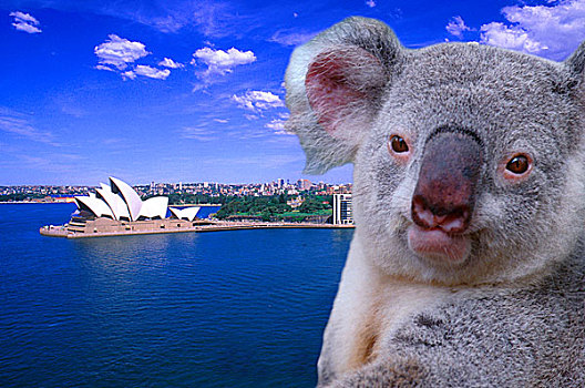 悉尼,澳大利亚,剧院,树袋熊