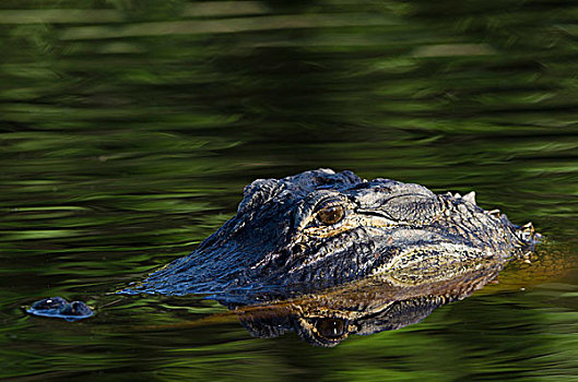 美国短吻鳄,国家野生动植物保护区,佛罗里达,美国
