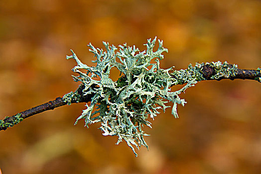 苔藓,枝头