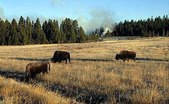 美洲野牛,野牛,放牧,地点,黄石国家公园,怀俄明,美国