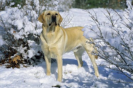 黄色拉布拉多犬,狗,成年,雄性,肖像,站立,雪中