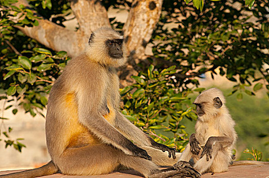 叶猴,猴子,琥珀堡,斋浦尔,拉贾斯坦邦,印度
