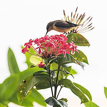 鸟,授粉,花,苏梅岛,苏拉塔尼,省,泰国