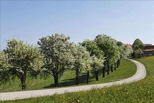 花,梨树,靠近,下奥地利州,奥地利,欧洲