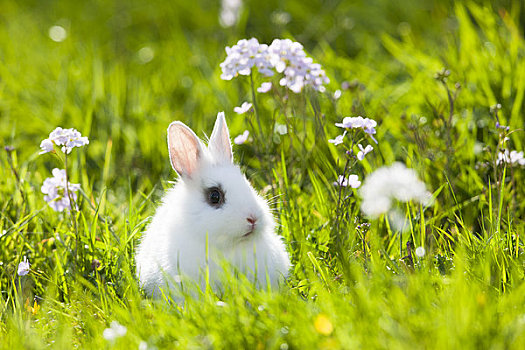 幼兽,迷你兔,草丛