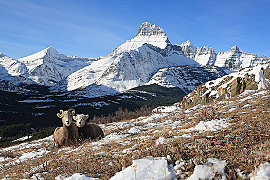 大角羊,母羊,羊羔,高山,冰川国家公园,蒙大拿