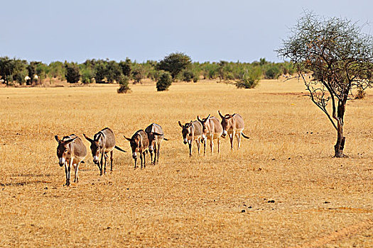 驴,牧群,走,草原,区域,毛里塔尼亚,非洲