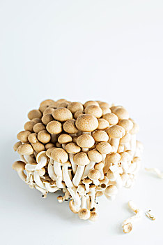 蟹味菇,香菇,白色背景