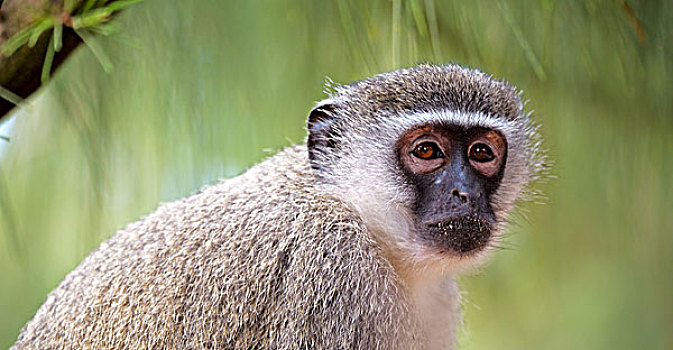 模糊,南非,野生动物,自然保护区,野生,猴子