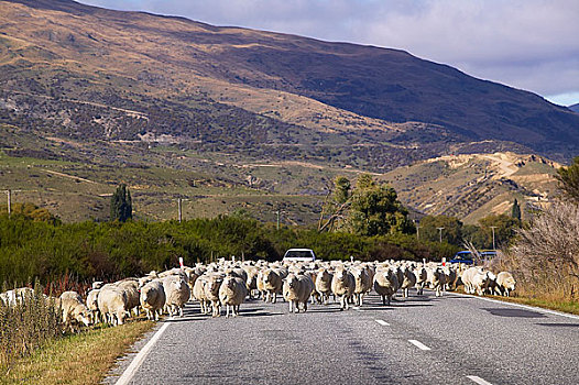 羊群,途中,南岛,新西兰