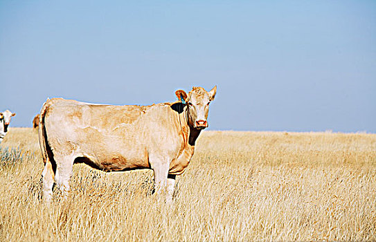 母牛,草场,北方,艾伯塔省,草原