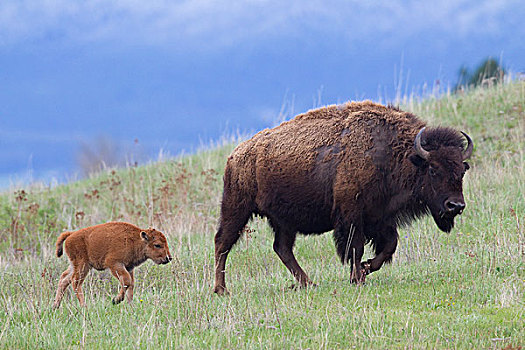 美洲野牛,野牛,母亲,国家,蒙大拿