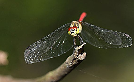 昆虫蜻蜓