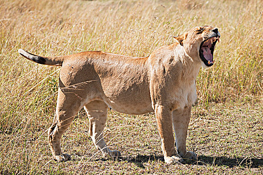 雌狮,狮子,站立,草地,非洲,大草原,哈欠,闭眼,嘴,宽,张嘴,展示,牙齿,肯尼亚