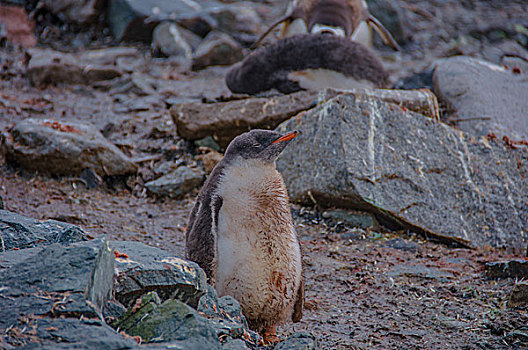 南极南乔治亚巴布亚企鹅金图企鹅
