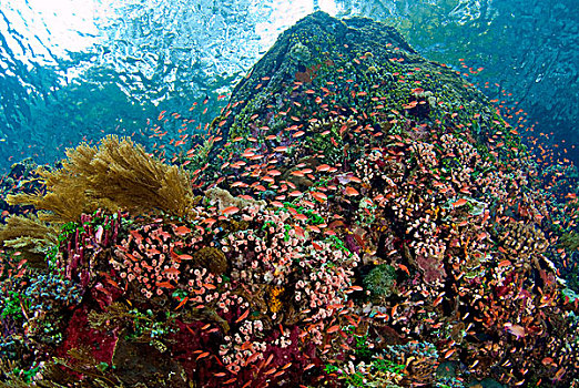印度尼西亚,岛屿,鱼群,鱼,礁石,排列