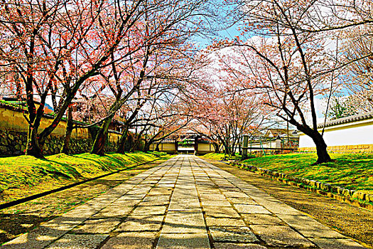 樱桃树,小路,日本