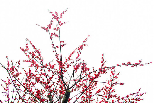 梅花,腊梅,梅花素材