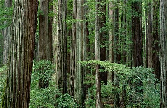 红杉,州立公园,加利福尼亚,美国